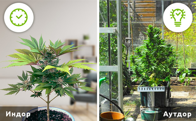 Низкорослые автоцветущие сорта марихуаны Автоцветы для индора