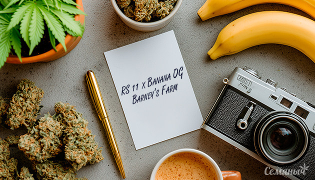 Гроурепорт сорта RS11 x Banana OG от Barney’s Farm
