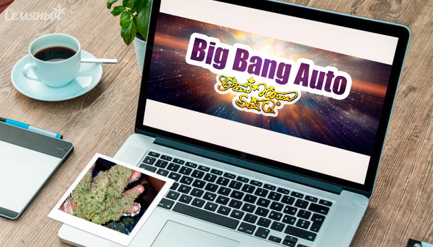 Гроурепорт сорта Big Bang Auto fem