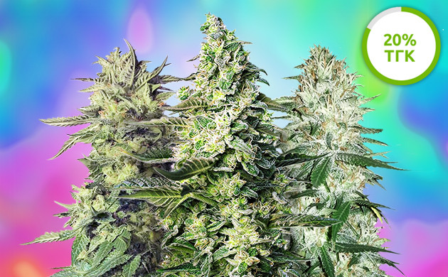 Значение ТГК у психоделических сортов Среднее значение ТГК 20%