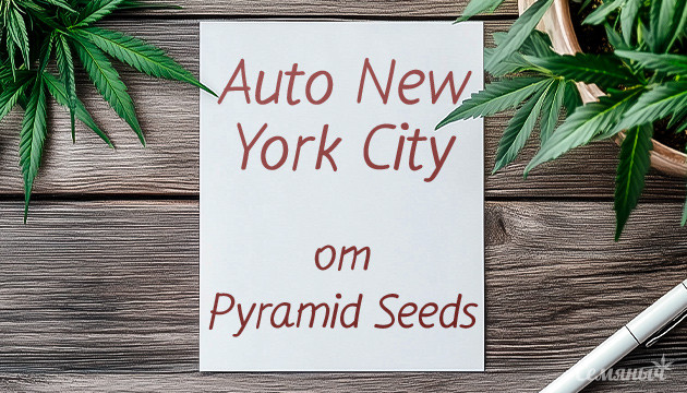 Гроурепорт сорта Auto New York City fem от Pyramid Seeds