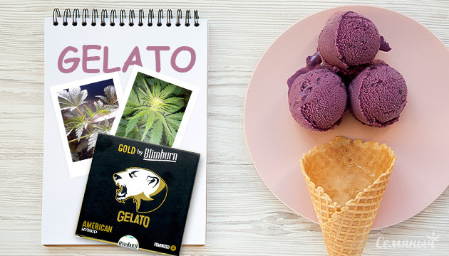 Гроурепорт сорта Gelato fem от Blimburn Seeds
