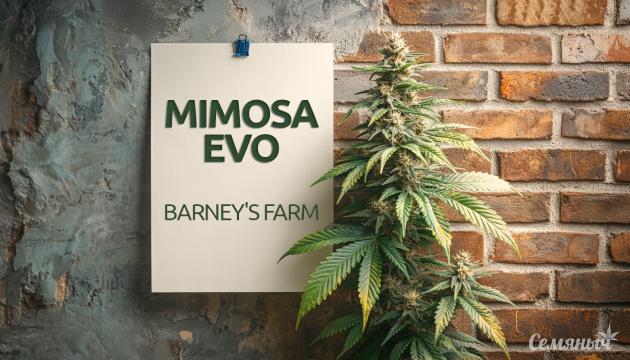 Гроурепорт сорта конопли Mimosa Evo