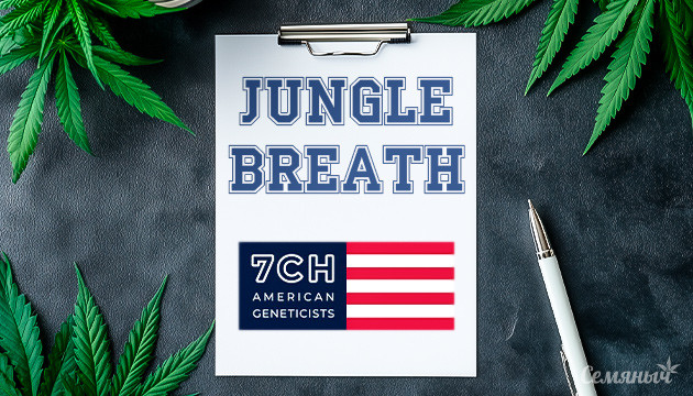 Гроурепорт сорта Jungle Breath от сидбанка 7CH American Гроурепорт сорта Jungle Breath от сидбанка 7CH American