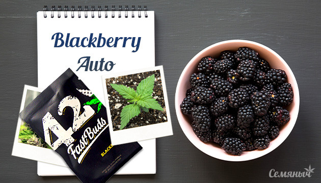 Гроурепорт сорта Blackberry Auto